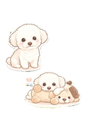 My favourite maltipoo